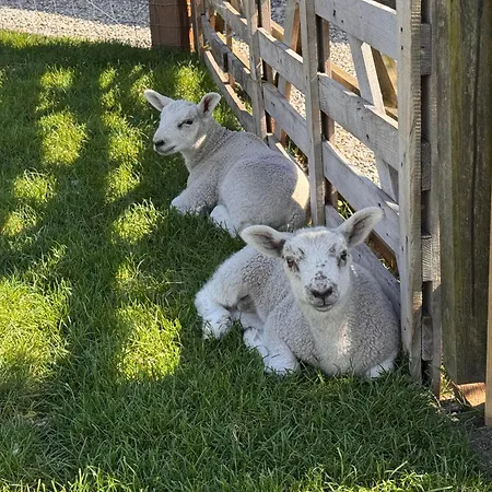 Field House Farm - Owl - Countryside Near York * Skipwith