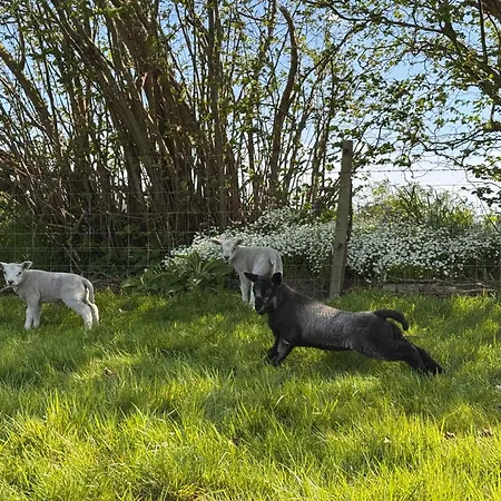 Field House Farm - Owl - Countryside Near York Lodge